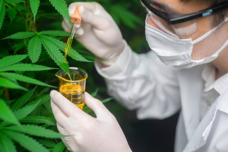 a scientist is checking and analyzing a cannabis experiment - CBD olej, CBD kvapky